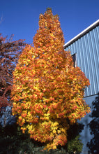 Load image into Gallery viewer, &#39;Acer&#39; Sugar Cone Columnar Sugar Maple Tree
