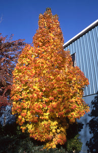 'Acer' Sugar Cone Columnar Sugar Maple Tree
