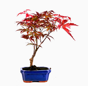 'Acer' Bonsai Red Leaf Japanese Maple Tree