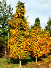 Load image into Gallery viewer, &#39;Acer&#39; Sugar Cone Columnar Sugar Maple Tree
