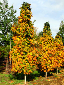 'Acer' Sugar Cone Columnar Sugar Maple Tree