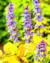 Load image into Gallery viewer, &#39;Ajuga&#39; Tropical Toucan Bugleweed
