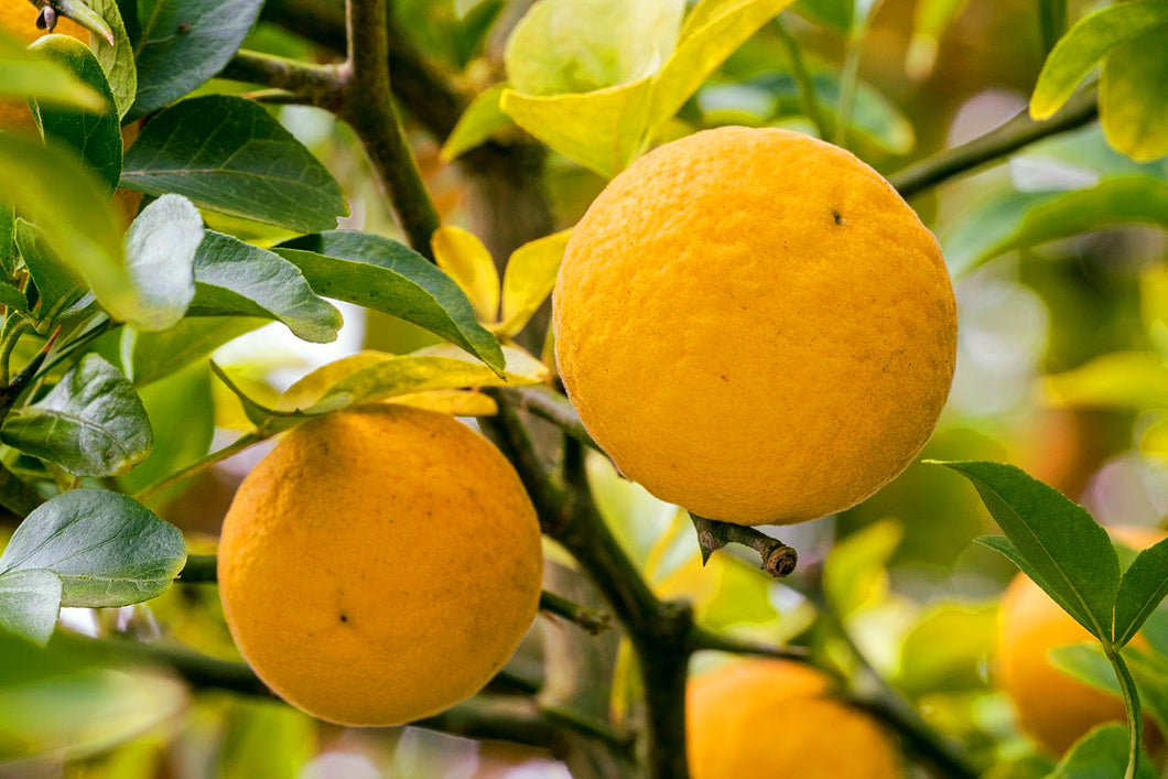 'Citrus' Cold Hardy Orange Tree