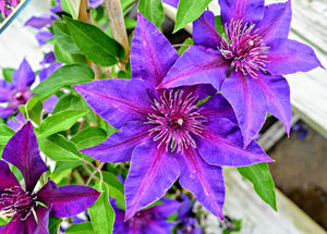 'Clematis' Vancouver ™ Starry Night