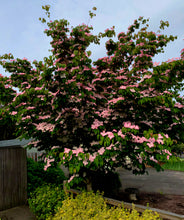 Load image into Gallery viewer, &#39;Cornus&#39; Heart Throb® Kousa Dogwood Tree
