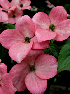 'Cornus' Heart Throb® Kousa Dogwood Tree