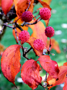 'Cornus' Heart Throb® Kousa Dogwood Tree