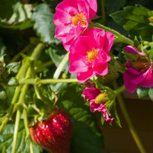 Load image into Gallery viewer, &#39;Fragaria&#39; Summer Breeze Cherry Blossom Strawberry
