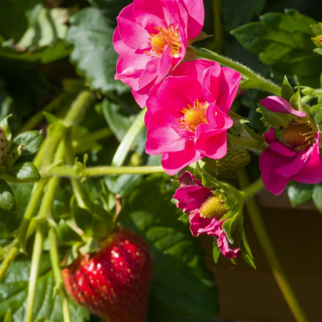 'Fragaria' Summer Breeze Cherry Blossom Strawberry