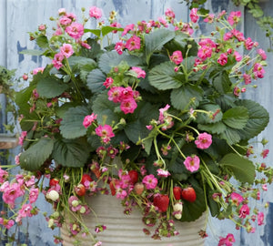 'Fragaria' Summer Breeze Cherry Blossom Strawberry