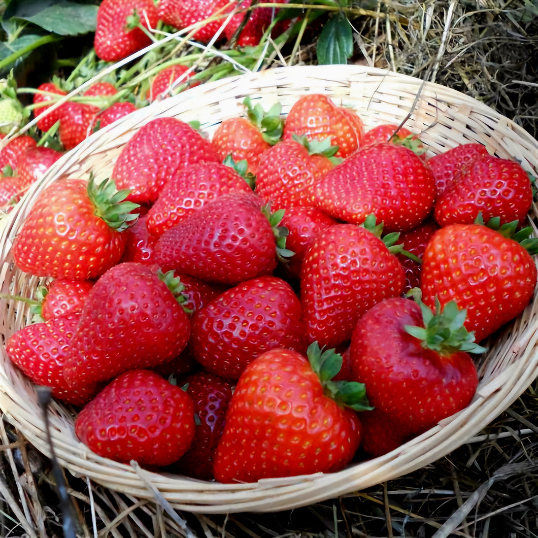 'Fragaria' Sweet Kiss™ Everbearing Strawberry, Well Established Clump