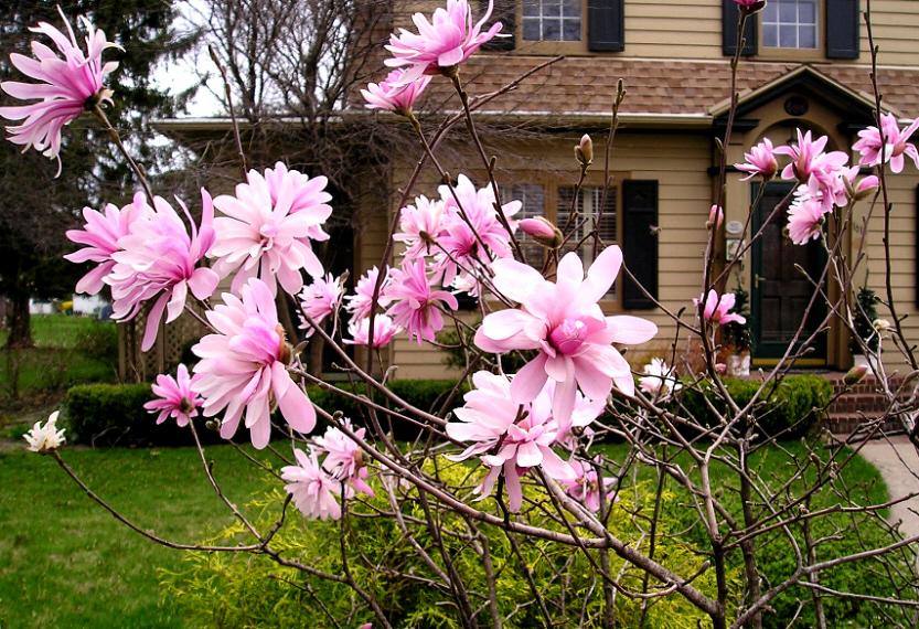 'Magnolia' Pink Star