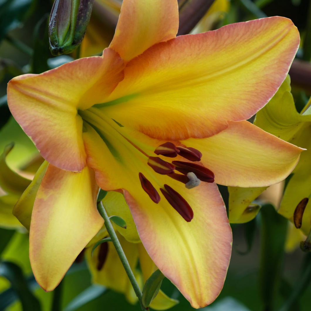 'Lilium' Rising Moon Lily Tree (Orienpet Lily)