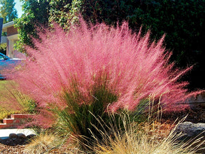 'Muhlenbergia' Pink Muhly Grass