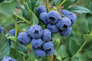 'Vaccinium' Razz Blueberry