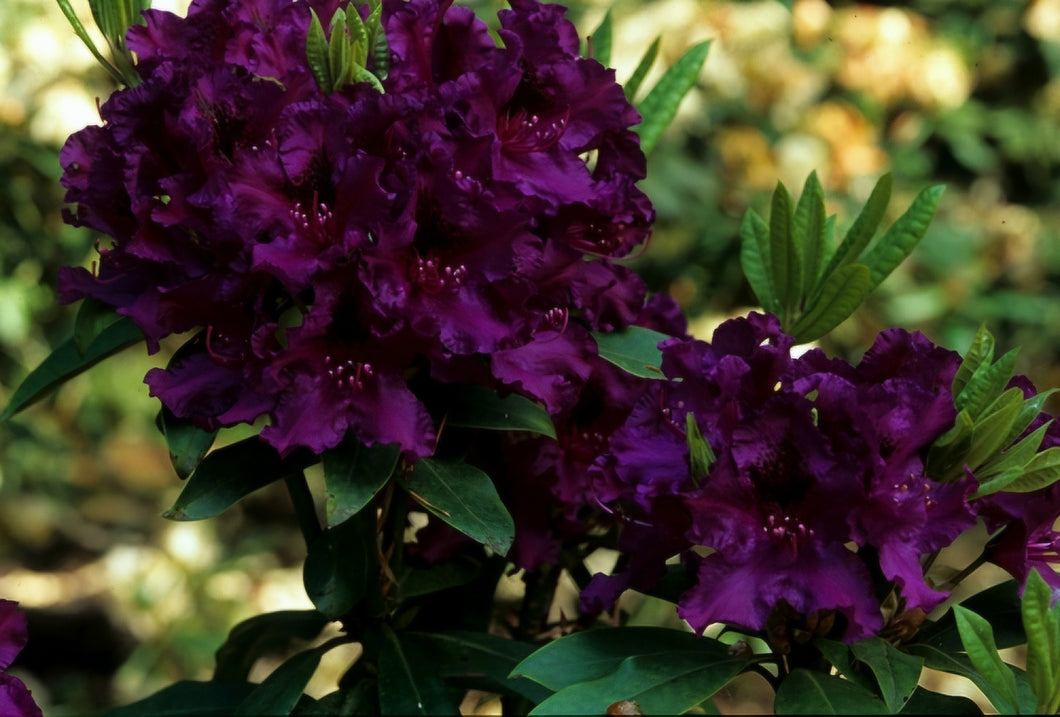 'Rhododendron' Polarnacht