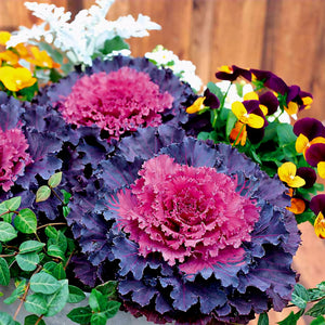 'Brassica' Flowering Kale Osaka iQ Red