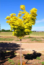 Load image into Gallery viewer, &#39;Acer&#39; Princeton Gold® Maple Tree
