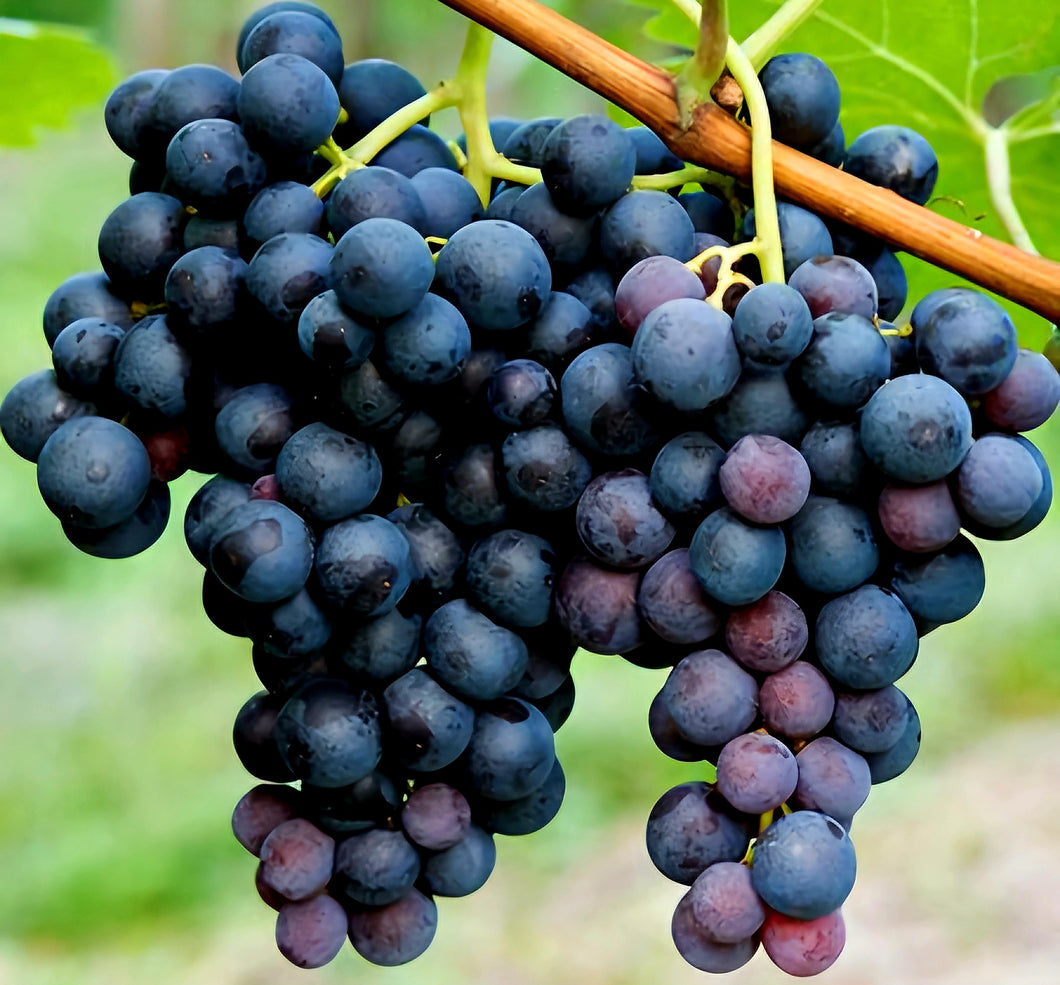 'Vitis' Concord Seedless Grape