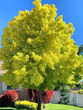 Load image into Gallery viewer, &#39;Acer&#39; Princeton Gold® Maple Tree
