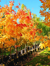 Load image into Gallery viewer, &#39;Acer&#39; Princeton Gold® Maple Tree
