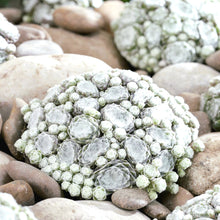 Load image into Gallery viewer, &#39;Sempervivum&#39; COLOROCKZ® Arctic White Hens and Chicks
