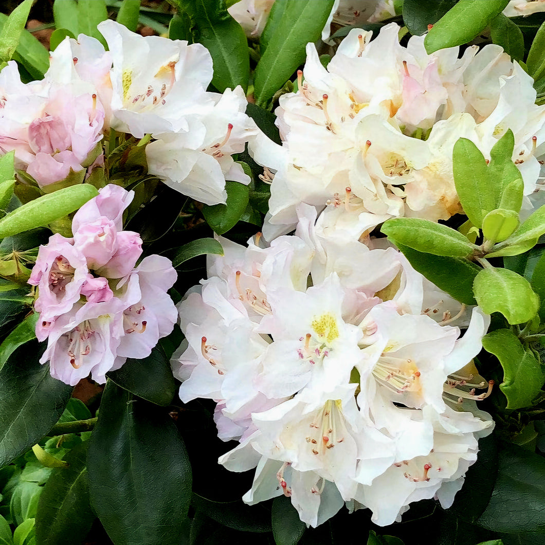 'Rhododendron' White Catawba