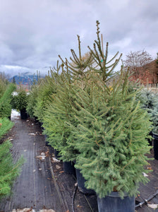 'Picea' White Spruce Tree