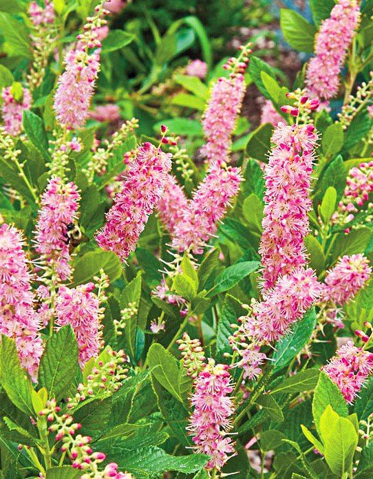 'Clethra' Ruby Spice Summersweet