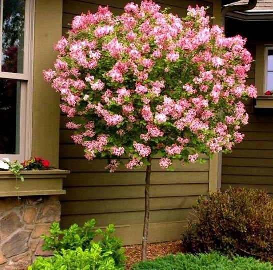 'Syringa' Bloomerang Pink Perfume Lilac Tree