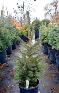 'Picea' Black Hills Spruce Tree