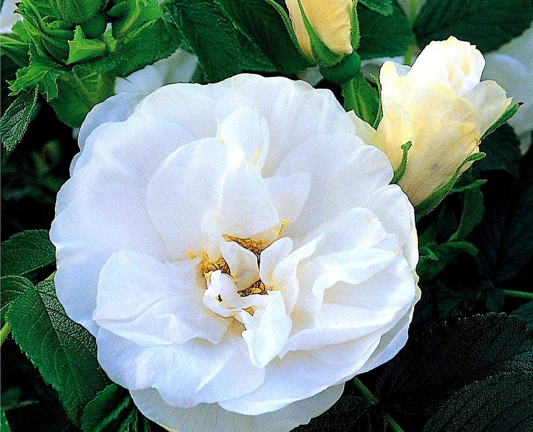 'Rosa' Blanc Double De Coubert Rose