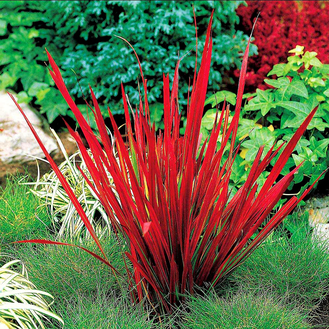 'Imperata' Red Baron Japanese Blood Grass {Non invasive cultivar}