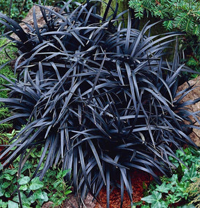 'Ophiopogon' Black Mondo Grass
