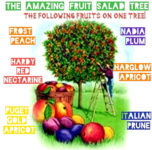 'Prunus' Fruit Salad Tree