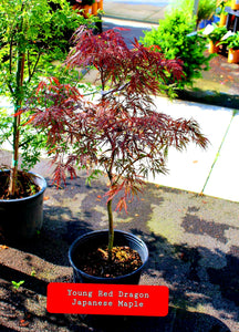 'Acer' Dwarf Red Dragon Japanese Maple Tree