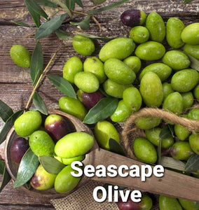 'Olea' Seascape Olive Tree™