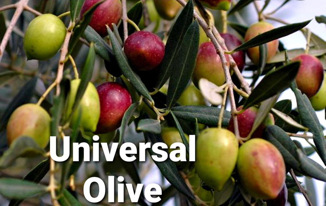 'Olea' Universal Olive Tree™
