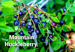'Vaccinium' Mountain Huckleberry