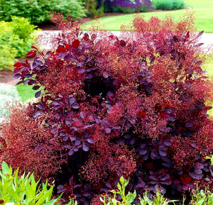'Cotinus' Royal Purple Smokebush
