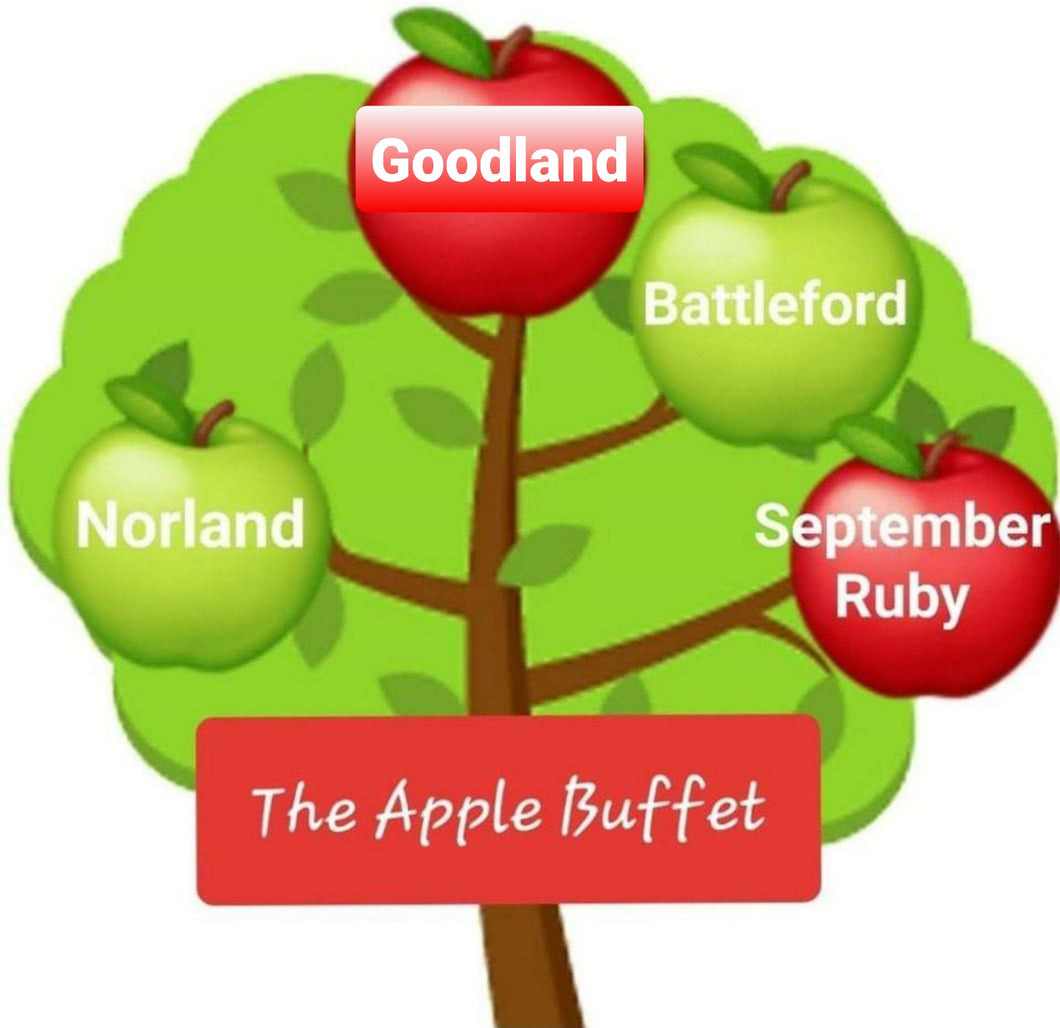 'Malus' Heritage Apple Buffet Tree