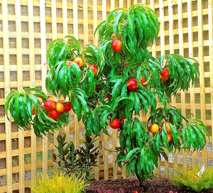 'Prunus' Super Dwarf Golden Prolific Nectarine Tree