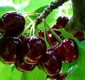 'Prunus' Kootenay Cherry Tree