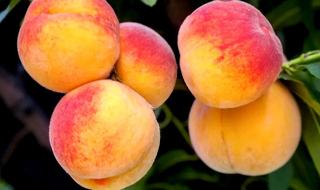 'Prunus' Harrow Diamond Peach Tree