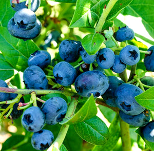 'Vaccinium' Northblue Dwarf Blueberry