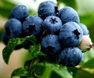 'Vaccinium' Northland Blueberry