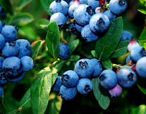 'Vaccinium' Northcountry Blueberry