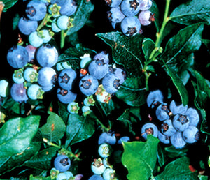 'Vaccinium' Northsky Dwarf Blueberry