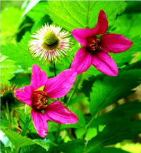 Load image into Gallery viewer, &#39;Rubus&#39; Salmonberry
