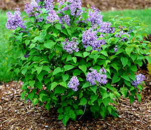 'Syringa' Scentara Pura® Hyacinthiflora Lilac